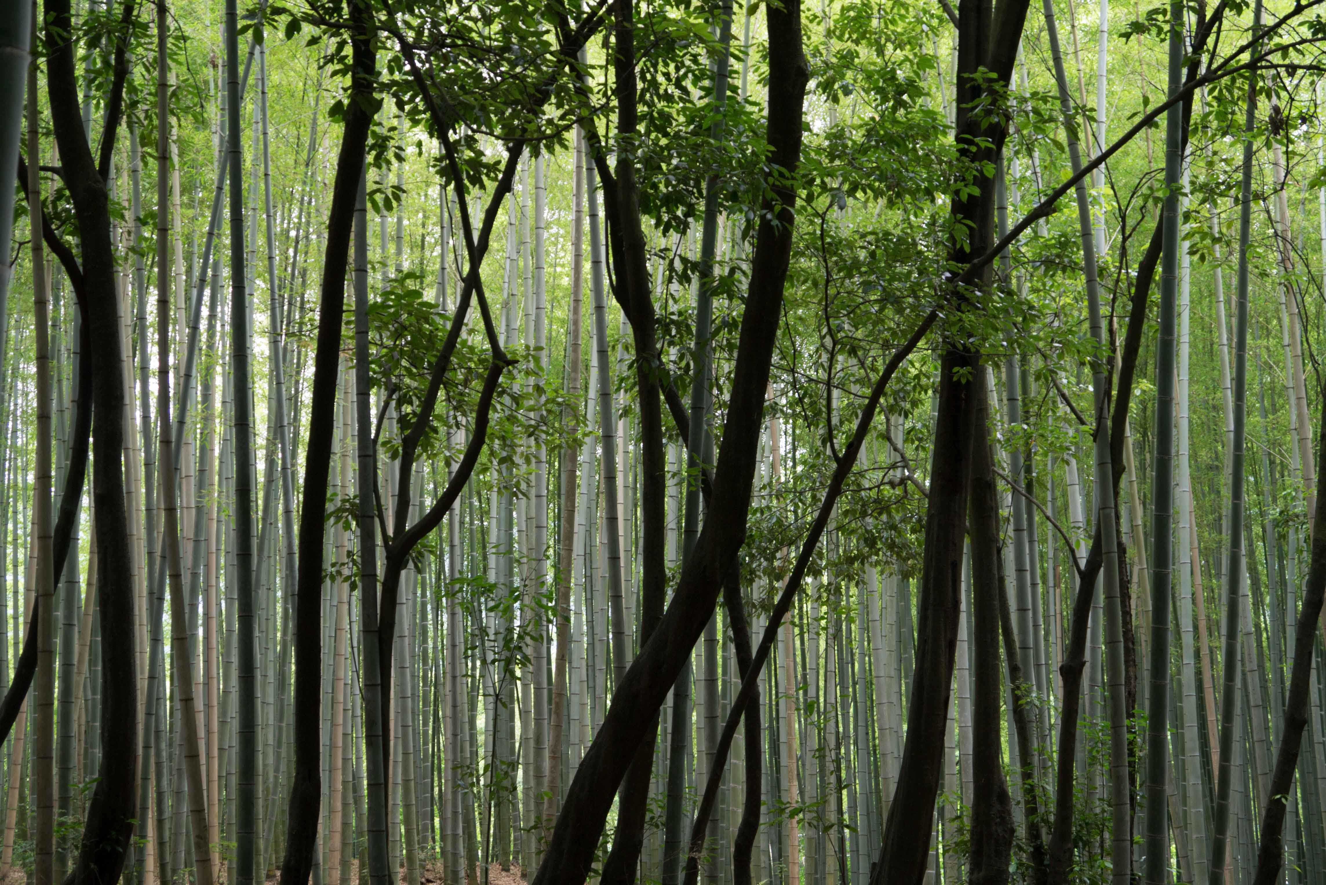 Arashiyama Bamboo Grove, Japan
